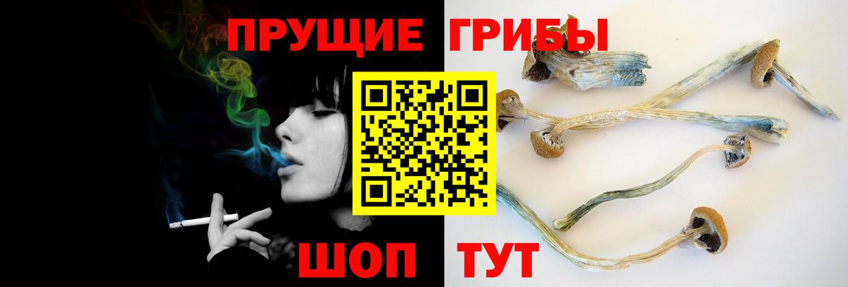 Псилоцибиновые грибы Cubensis Унеча